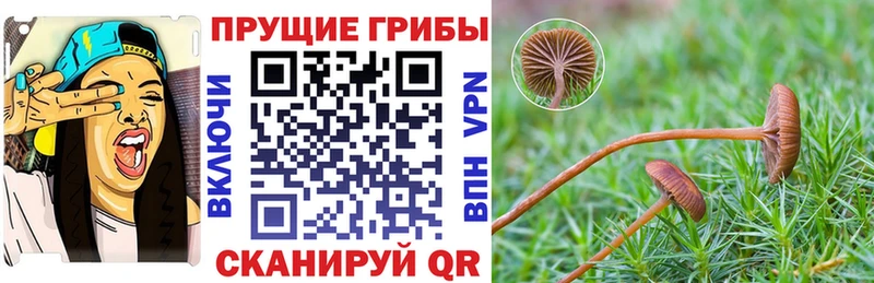 Галлюциногенные грибы GOLDEN TEACHER  OMG tor  Партизанск 